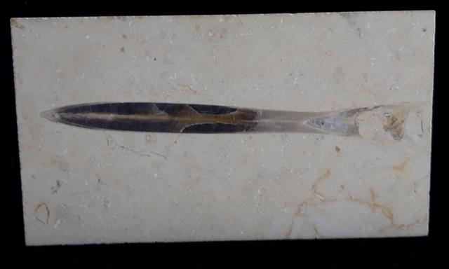 Hibolithes sp. (MONTFORT 1808) - Bild © FossNet FossilienStore